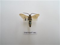 藏品(膜翅目(蜂))的圖片